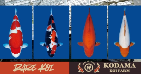 Which Koi is the Rarest: How Can I Judge Superiority?