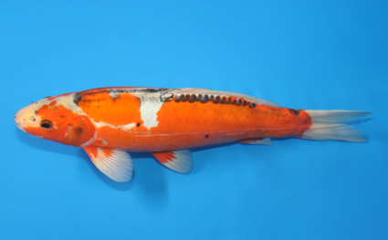 Hi Shusui – koi #x0107a012 - Image 2