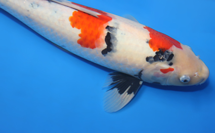 Showa – koi #x0109a003 - Image 2