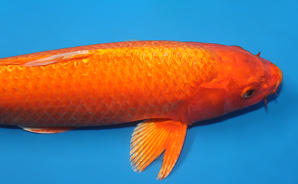 Orange Ogon – koi #x0114a004 - Image 2