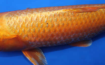 Orange Ogon – koi #x0116a059 - Image 2