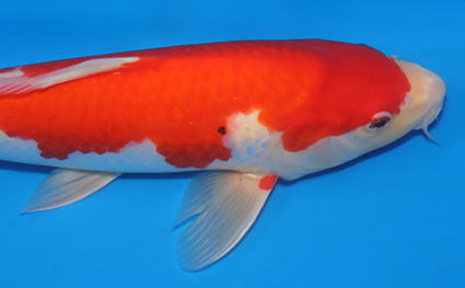 Kohaku – koi #x0129a025 - Image 2