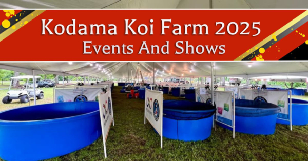 Koi Shows & Events Kodama Koi Farm is Attending