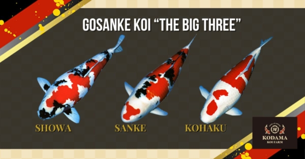 All About Gosanke Koi Fish Varieties “The Big Three!”