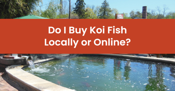 Is it Best to Buy Koi Fish Near Me in a Store or Online?