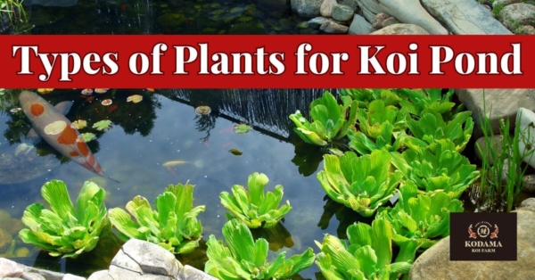 Best Types of Plants for a Koi Pond