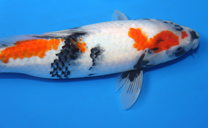 Showa – koi #x0117a009 - Image 2