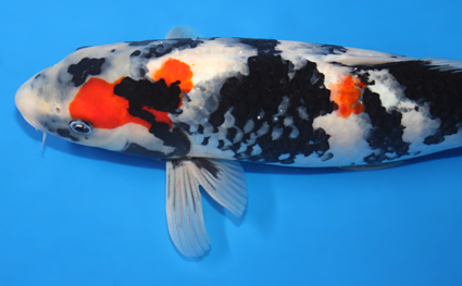 Showa – koi #x0123a032 - Image 2