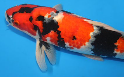 Showa – koi #x0123a036 - Image 2