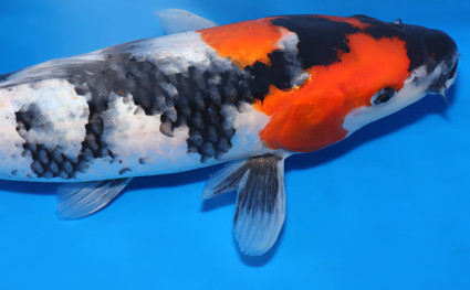 Showa – koi #x0131a019 - Image 2