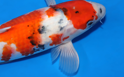 Showa – koi #x0131a033 - Image 2