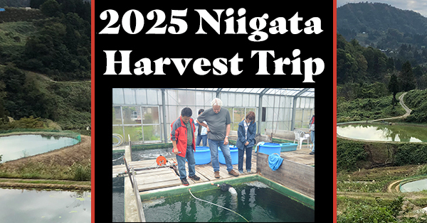 visit koi farms in niigata